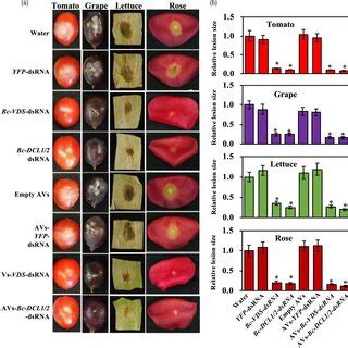 Externally Applied NakeddsRNAs Or AVsdsRNA Inhibited Pathogen