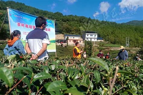 今日老区 革命老区湖北省巴东县：茶园来了科普大“网红”