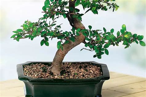 Chinese Elm Ulmus Parvifolia Care Guide