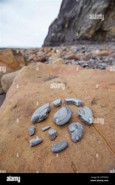 Fossils Jurassic Coast Hi Res Stock Photography And Images Alamy