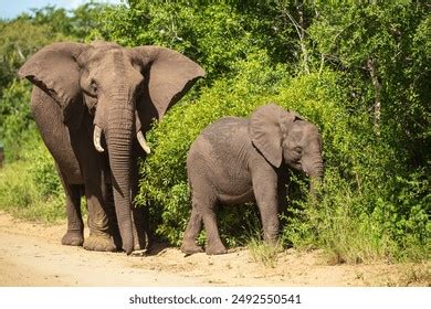 Elephants Baby Moremi Game Reserve Africa Stock Photo 2501035693