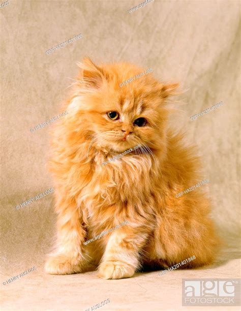 Persan Roux Chaton Red Persian Cat Kitten Stock Photo Picture