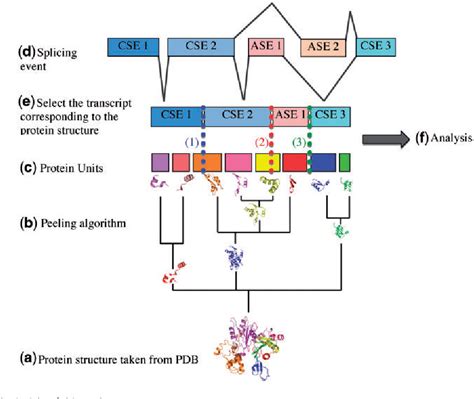 Figure 1 From Selective Constraint On Human Pre MRNA Splicing By