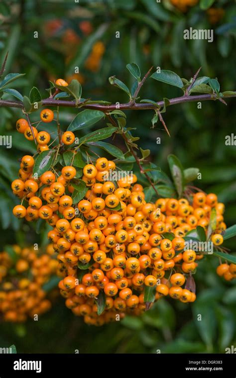 Feuerdorn strauch Fotos und Bildmaterial in hoher Auflösung Alamy