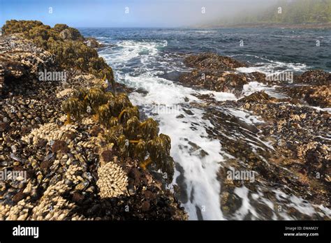 Sea Palm Postelsia Palmaeformis A Type Of Algae Growing In The