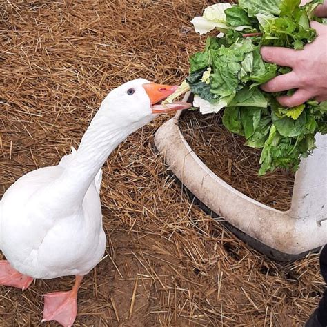 Daily Diet Treats And Supplements For Geese The Open Sanctuary Project