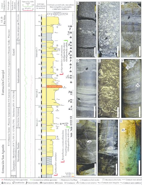 Secci N Estratigr Fica De La Formaci N Cascajal Y Tope De La Formaci N