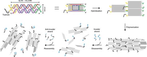 Schematics Of Dna Nanotube Self Assembly And Proposed Control Download Scientific Diagram