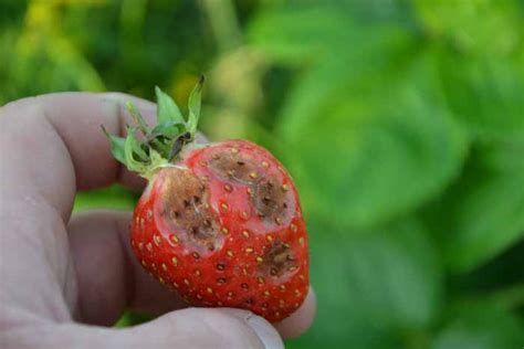 CHOROBY TRUSKAWEK JAK CHRONIĆ TRUSKAWKI Boryna Plant