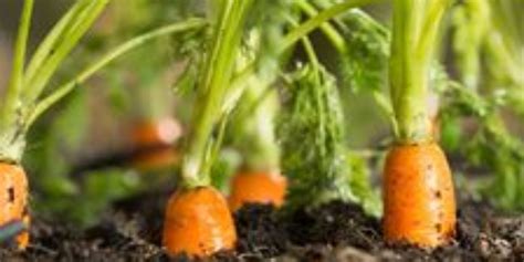 How To Grow Carrots From Seed Natural Garden Tips