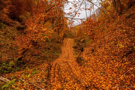 Wallpaper Sunlight Nature Tree Autumn Leaf Season Woodland