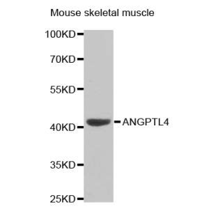 Mouse Angptl Angiopoietin Related Protein Elisa Kit Aviva