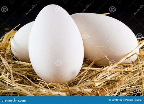 Goose eggs stock photo. Image of line, groceries, natural - 23940132