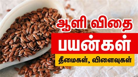 Benefits of flax seeds in Tamil Aali vithai benefits Tamil ஆள வத