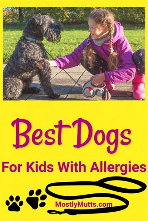 Choose The Best Hypoallergenic Dogs For Kids - MOSTLY MUTTS