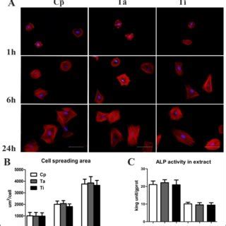 Morphology Of RBMSCs On Different Substrates And ALP Activity In