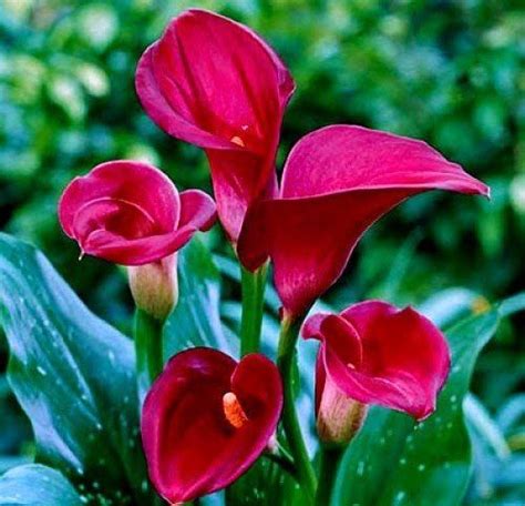 Majestic Red Calla Lily Bulb Calla Lily Bulbs Lily Bulbs Bulb Flowers