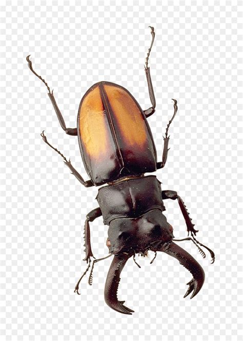 Beetle Png Image Beetle PNG FlyClipart