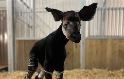 Maine et Loire Naissance d un okapi le quatrième en France depuis 25 ans