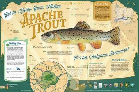 Apache Trout Western Native Trout Initiative