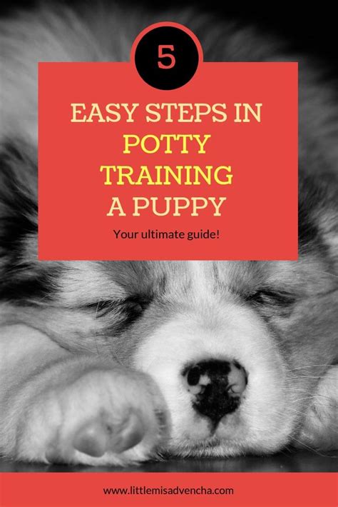 How To Potty Train A Puppy In 5 Easy Steps Puppy Training Puppy