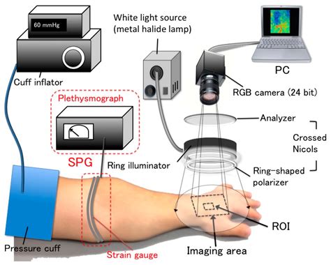 Sensors Free Full Text Visualization Of Venous Compliance Of