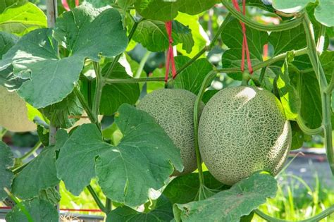 Meloni In Giardinoalbero Di Melone Giapponese Che Cresce In