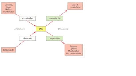 Allg Anatomie Und Physiologie Flashcards Quizlet