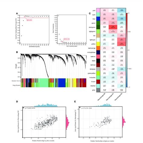 Construction Of Weighted Gene Co Expression Network A Selection Of