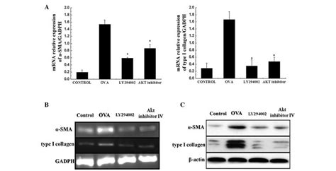 Effects Of Ly294002 And Akt Inhibitor Iv On α Sma And Type I Collagen