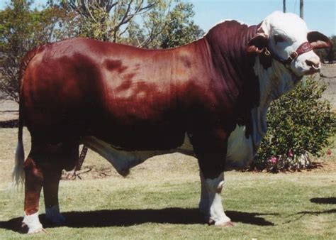 9 Best Braford Images On Pinterest Braford Cattle Beef Cattle And