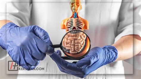 5 Fungsi Organ Tubuh Manusia Yang Memiliki Peran Penting