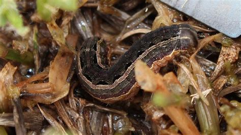 Auinsect Pestlawn Armyworm