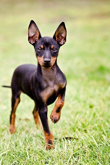 Top 8 Small And Tiny Dog Breedstop 8 Small And Tiny Dog Breeds Animals Zone