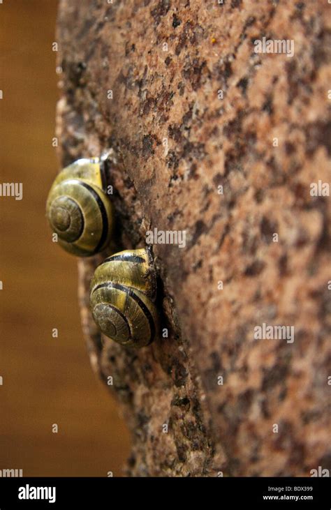 Escalando Una Roca Fotograf As E Im Genes De Alta Resoluci N Alamy