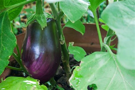 When to Pick Black Beauty Eggplant » Top Tips