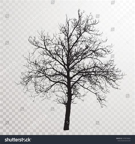 Vector Drawing Big Naked Winter Nut Stock Vector Royalty Free Shutterstock