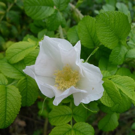 ROSA RUGOSA 'ALBA' - Houtmeyers Plantencentrum en Boomkwekerij Laakdal