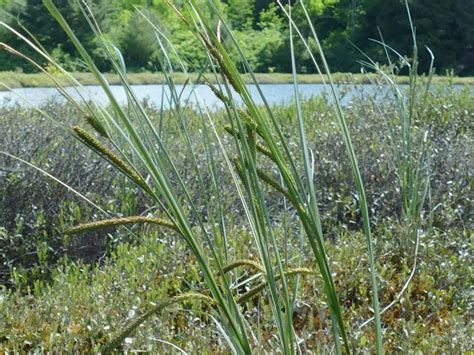 Cloud Sedge Guide New York Natural Heritage Program