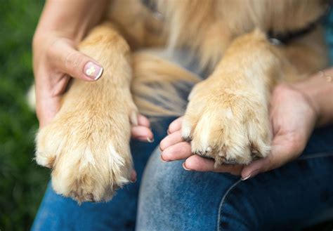 【獣医師監修】犬の肉球の役割とは？体調不良のサインや病気・怪我の対処法、ケアの仕方などを解説ワンクォール