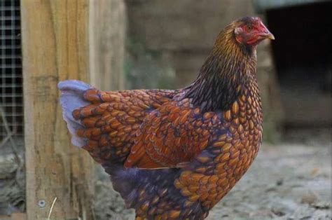 Blue Laced Gold Wyandotte Chicken Breed Information