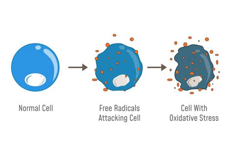 Stressed Cells What Is Cellular Stress Scienceabc