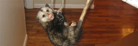 About Opossum: Appearance, biology, life cycle, habitat, diet, behavior