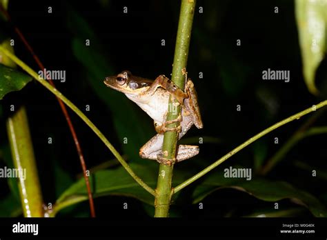 File Eared Tree Frog Polypedates Otilophus Danum Valley Conservation