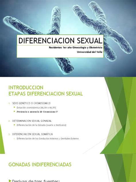 Diferenciacion Sexual Final Pdf Testículo Diferenciación Celular