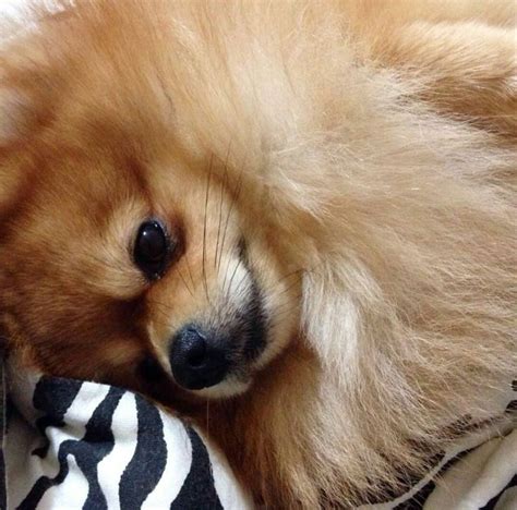 Pin By The Purple Pomeranian On Pomeranian Cute Dogs Pomeranian Dog