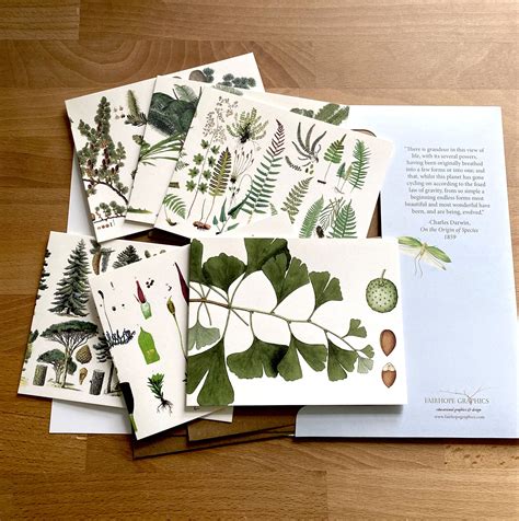 Natural History Card Packs — Fairhope Graphics Evolutionary Trees