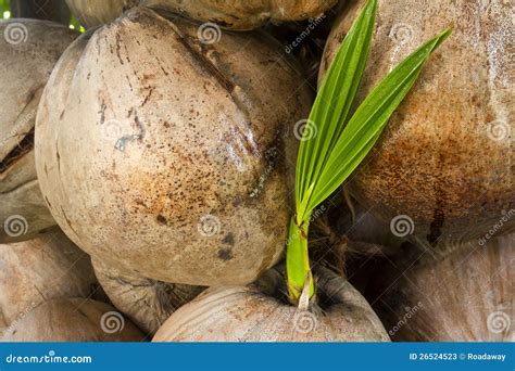 Coconut Stock Image Image Of Germination Germinate 26524523