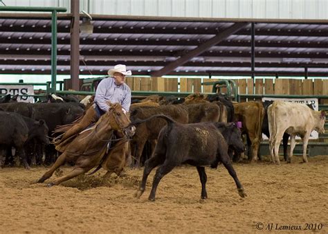 cutting horse | Sharon St. George