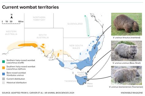 Inside The Secret Lives Of Wombats Popular Science